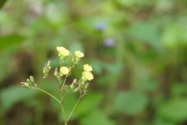 Fiori Tarassaco Giallo Selvatico Che Crescono Sul Prato Estivo Nella — Foto Stock