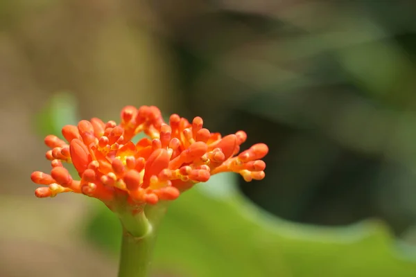 Nahaufnahme Von Farbigen Blumen Die Freien Wachsen — Stockfoto