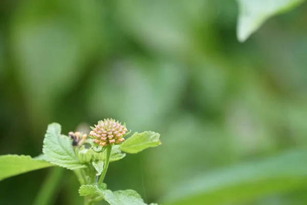 Gros Plan Fleur Couleur Poussant Plein Air — Photo