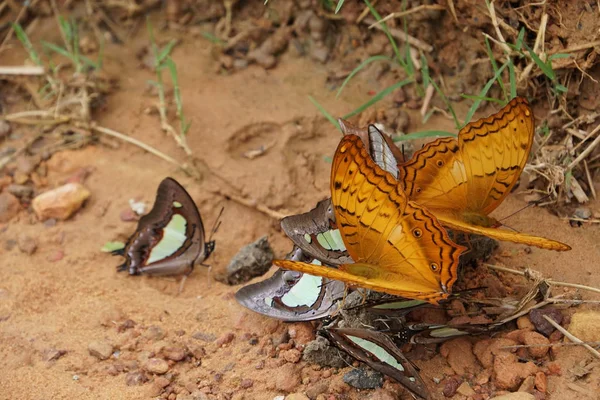 Bliska Piękne Motyle Wody Pitnej Zewnątrz — Zdjęcie stockowe