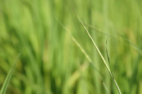 Erba Verde Che Cresce Estate Prato Sfocato Nella Giornata Sole — Foto Stock