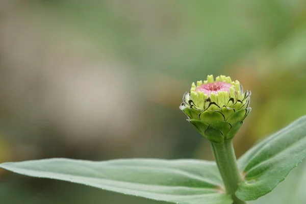 Close Color Flower Growing Outdoor — Stock Photo, Image