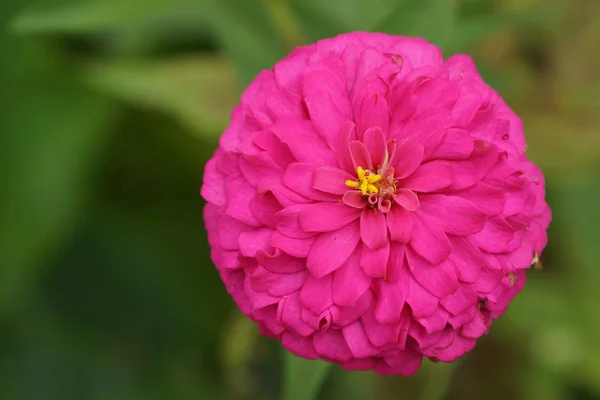 屋外で育つ色の花のクローズアップ — ストック写真