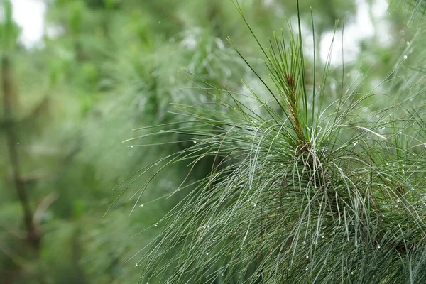 Close Plantas Verdes Com Cônjuges Livre — Fotografia de Stock