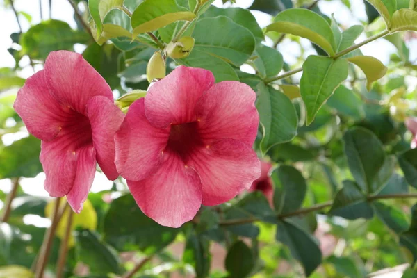 Gros Plan Fleurs Couleur Poussant Plein Air — Photo