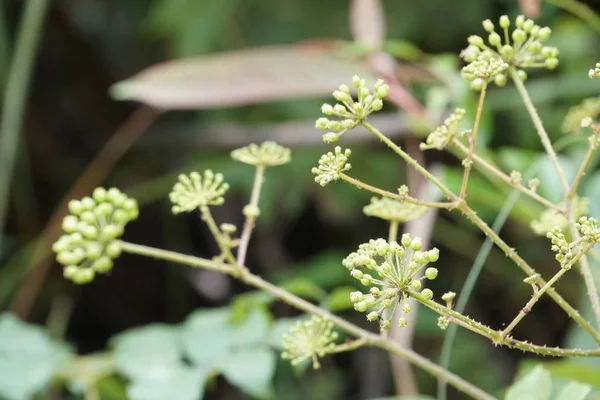 Close Green Plants Outdoors Daytime — Stock Photo, Image