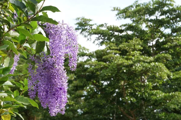 Gros Plan Fleurs Couleur Poussant Plein Air — Photo