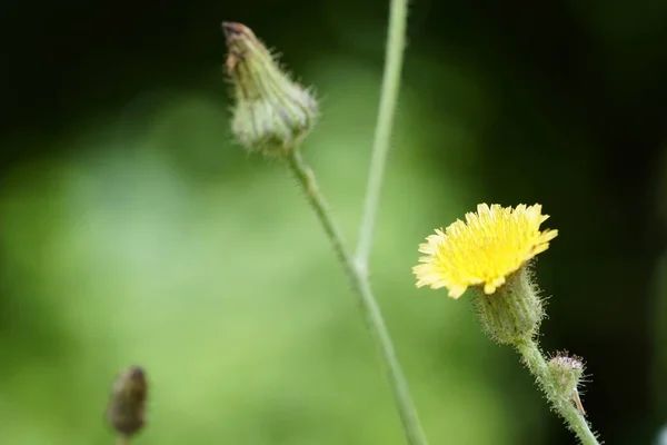 Wilder Gelber Löwenzahn Blüht Sonnigen Tagen Auf Der Sommerwiese — Stockfoto