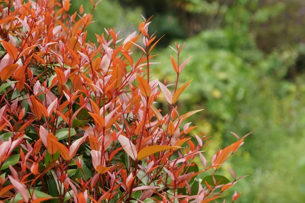 Close Van Kleur Planten Vertrekt Overdag — Stockfoto