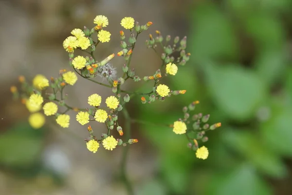 Güneşli Bir Gün Yaz Çayır Büyüyen Vahşi Sarı Karahindiba Çiçekler — Stok fotoğraf