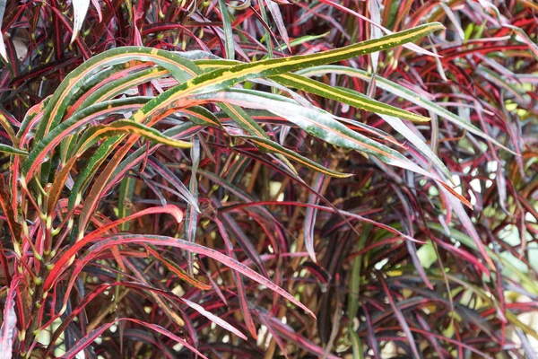 Primer Plano Las Hojas Plantas Color Durante Día — Foto de Stock