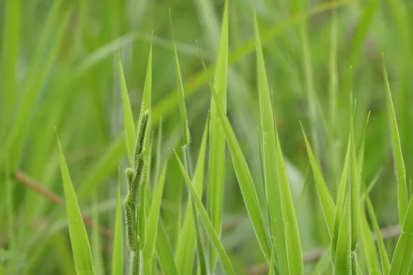 Green Grass Growing Summer Blurred Meadow Sunny Day — Stock Photo, Image