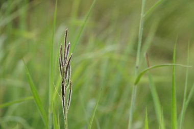 gündüz açık havada yeşil bitkilerin yakın 