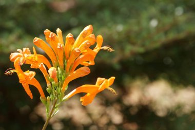 Açık büyüyen renk çiçekler yakın 