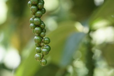 gündüz açık havada yeşil bitkilerin yakın 
