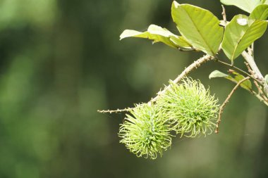 Dalda olgunlaşan taze egzotik meyvelerin yakın plan çekimi.