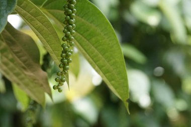 gündüz açık havada yeşil bitkilerin yakın 