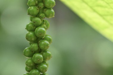 gündüz açık havada yeşil bitkilerin yakın 