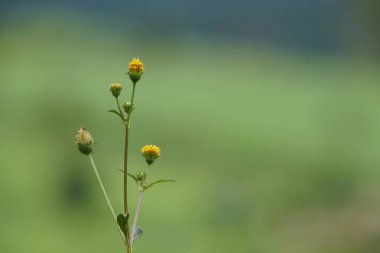 Açık büyüyen renk çiçeği yakın 