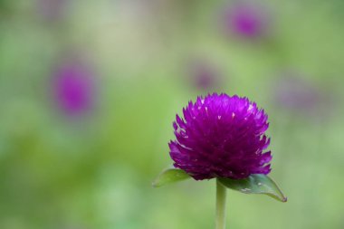 Açık büyüyen renk çiçeği yakın 
