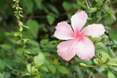 Açık büyüyen renk çiçeği yakın 