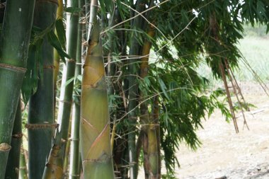 gündüz açık havada büyüyen vahşi bitkilerin yakın 