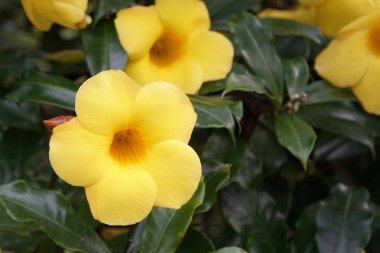 Açık büyüyen Primula çiçekler yakın 