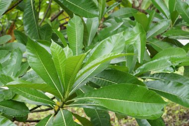 gündüz açık havada büyüyen vahşi bitkilerin yakın 
