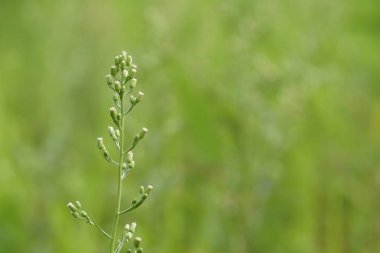 gündüz açık havada yeşil bitkilerin yakın 
