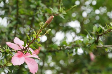 Açık büyüyen renk çiçekler yakın 