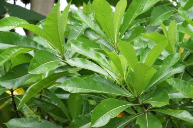 gündüz açık havada büyüyen vahşi bitkilerin yakın 