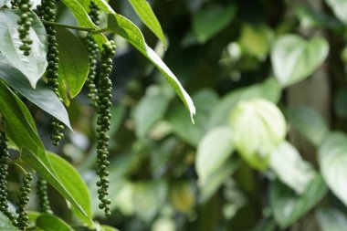 gündüz açık havada yeşil bitkilerin yakın 
