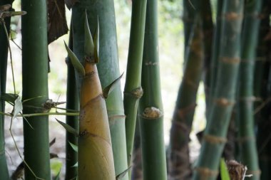 gündüz açık havada büyüyen vahşi bitkilerin yakın 
