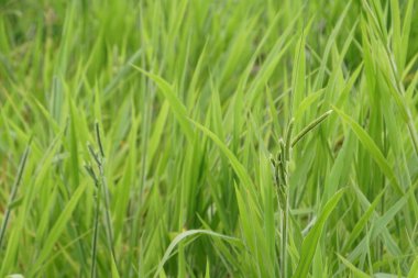 gündüz açık havada yeşil bitkilerin yakın 