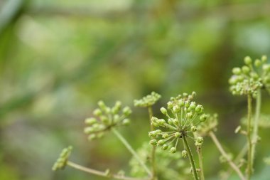 gündüz açık havada yeşil bitkilerin yakın 