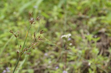 gündüz açık havada yeşil bitkilerin yakın 