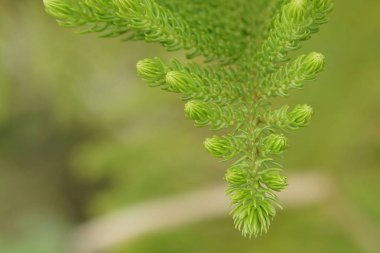 gündüz açık havada yeşil bitkilerin yakın 