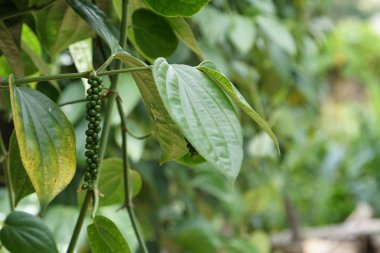 dış mekanda yetişen egzotik bitkilerin yakın çekim
