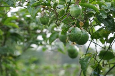 verim gündüz büyüyen meyve ağacının yakın 