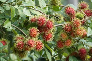 Dalda olgunlaşan taze egzotik meyvelerin yakın plan çekimi.