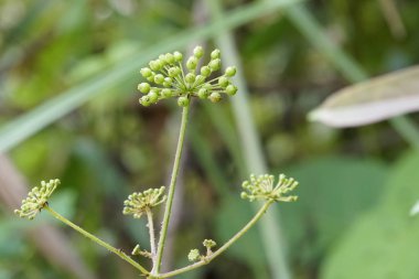 gündüz açık havada yeşil bitkilerin yakın 
