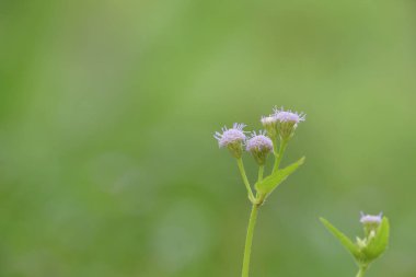 Açık büyüyen renk çiçekler yakın 