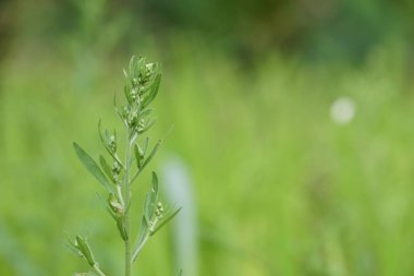 gündüz açık havada yeşil bitkilerin yakın 