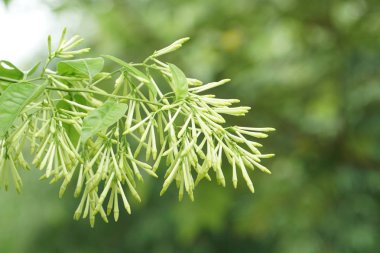 dış mekanda yetişen egzotik bitkilerin yakın çekim