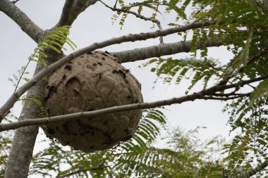 ağaç dalı üzerinde termit yuva yakın 