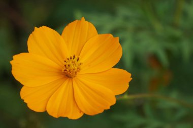 Açık büyüyen renk çiçeği yakın 