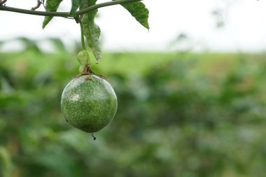 verim gündüz büyüyen meyve ağacının yakın 
