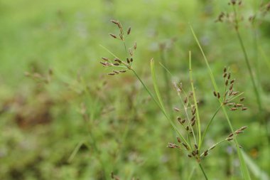 gündüz açık havada yeşil bitkilerin yakın 