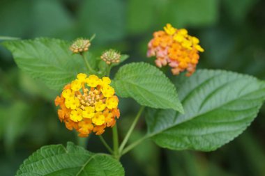 Açık büyüyen renk çiçekler yakın 