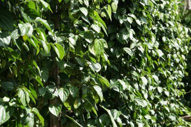 dış mekanda yetişen egzotik bitkilerin yakın çekim